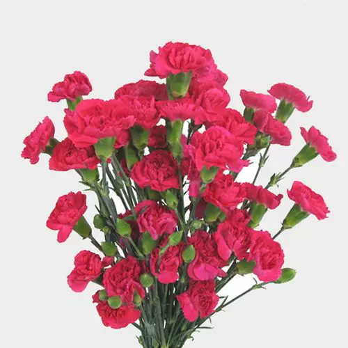 Carnations Mini Hot Pink