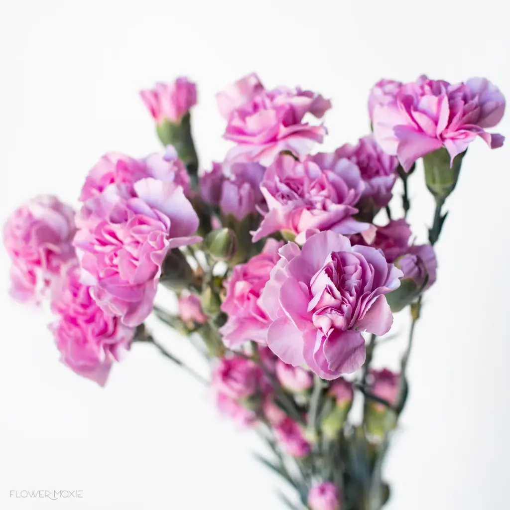 Carnations Mini Lavender