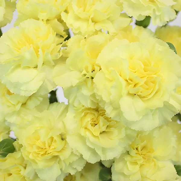 Carnations Mini Yellow