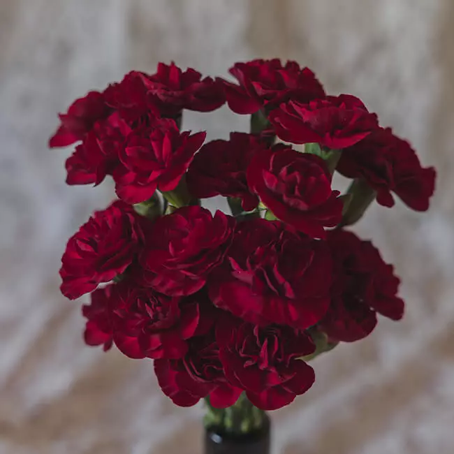 Carnations Mini Burgundy