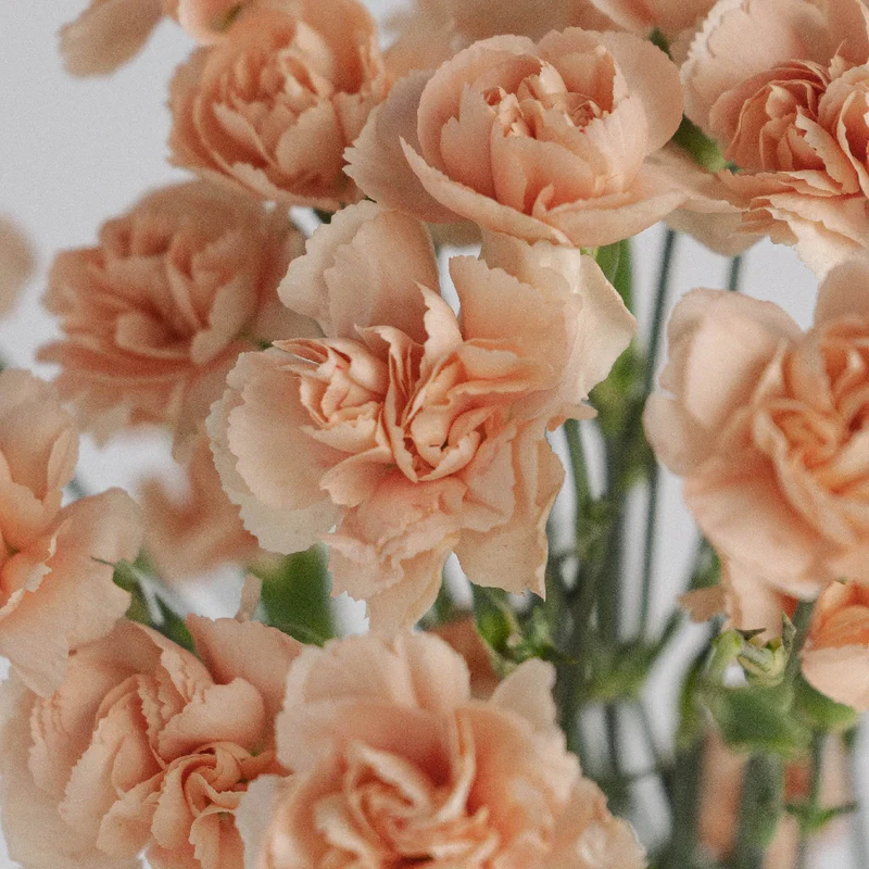 Carnations Mini Peach