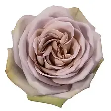  Roses 50cm Lavender Amnesia