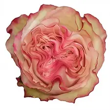  Roses 50cm Garden Like Bicolor Pink Country Candy