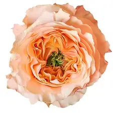  Roses 50cm Garden Like Melon Xpression  