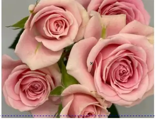  Spray Roses 50cm Sweet Sensation