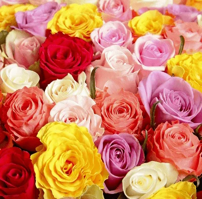 50CM ROSES - MIX AND MATCH (5 BUNCHES)