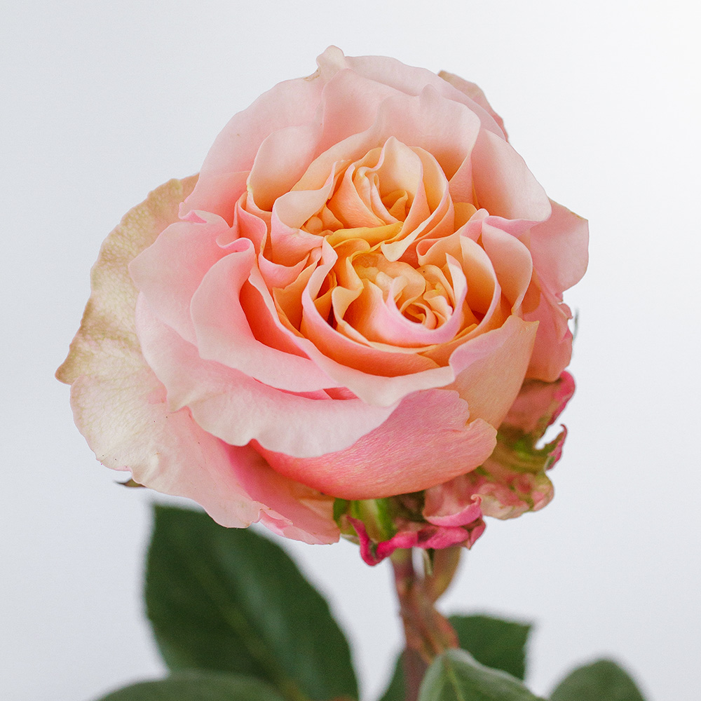 Roses Premium Mayra Garden Peach