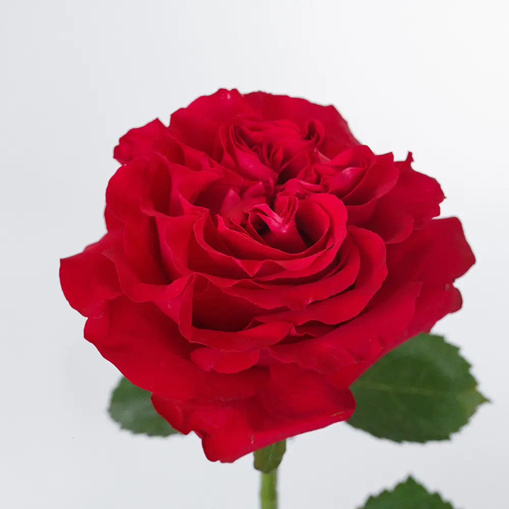  Roses Premium Mayra Garden Hot Pink