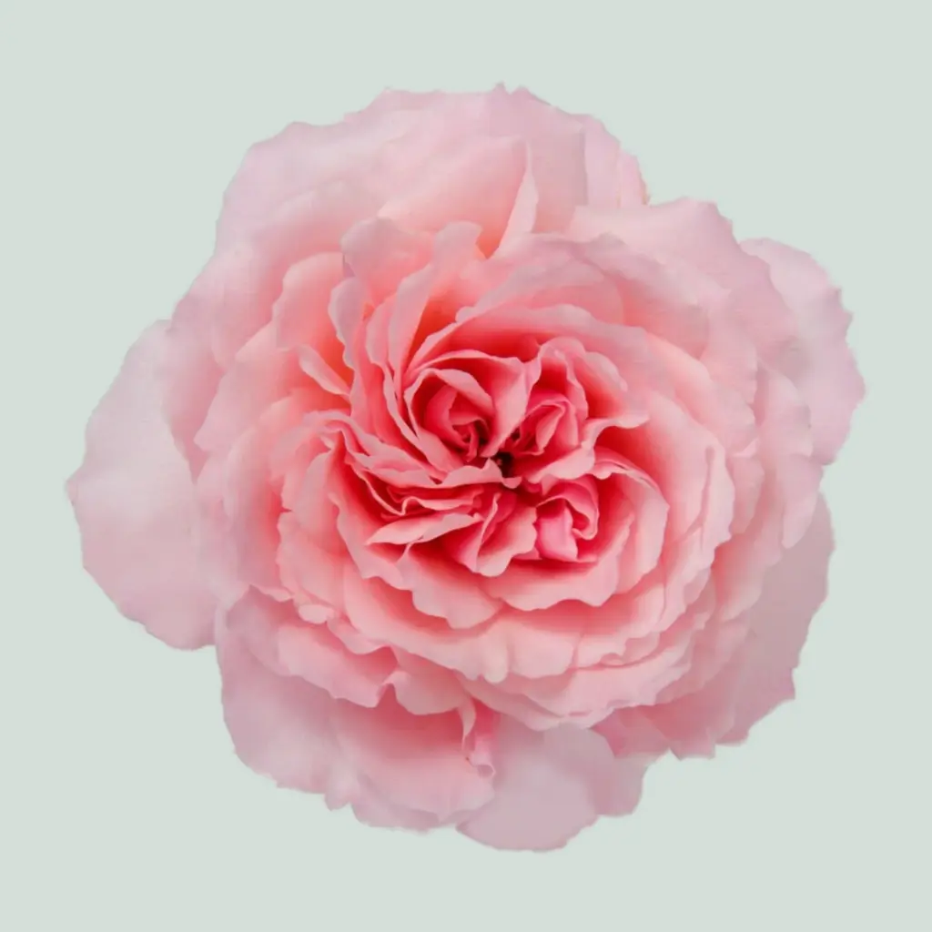  Roses Premium Mayra Garden Pink 
