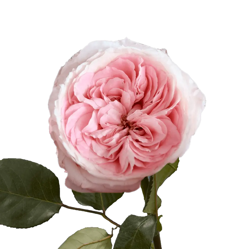  Roses Premium Mayra Garden Bridal Pink