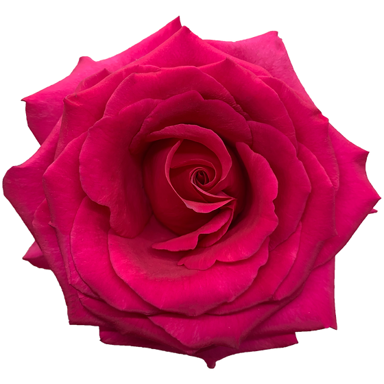 Roses 70cm Hot Pink Queenberry