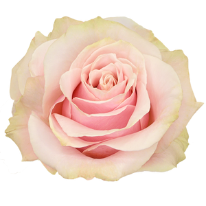  Roses 70cm Pink Mondial