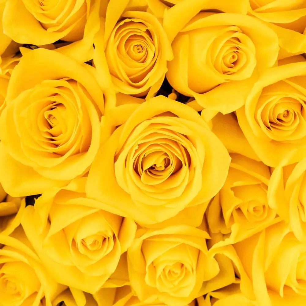  Roses 70cm Yellow Momentum