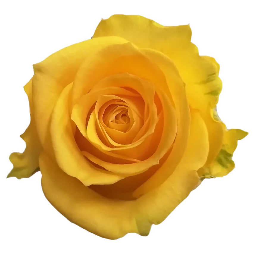  Roses 70cm Yellow Stardust