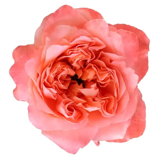  Roses Premium Peach Dragon Fly