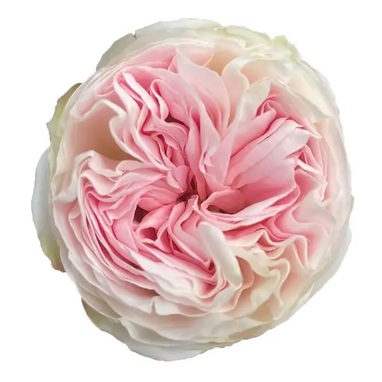    Roses Premium Lorena Summerhouse