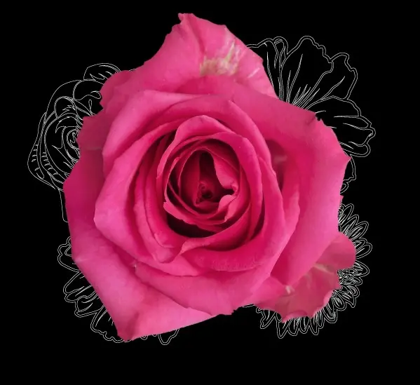 Roses 70cm Hot Pink Hot Explorer