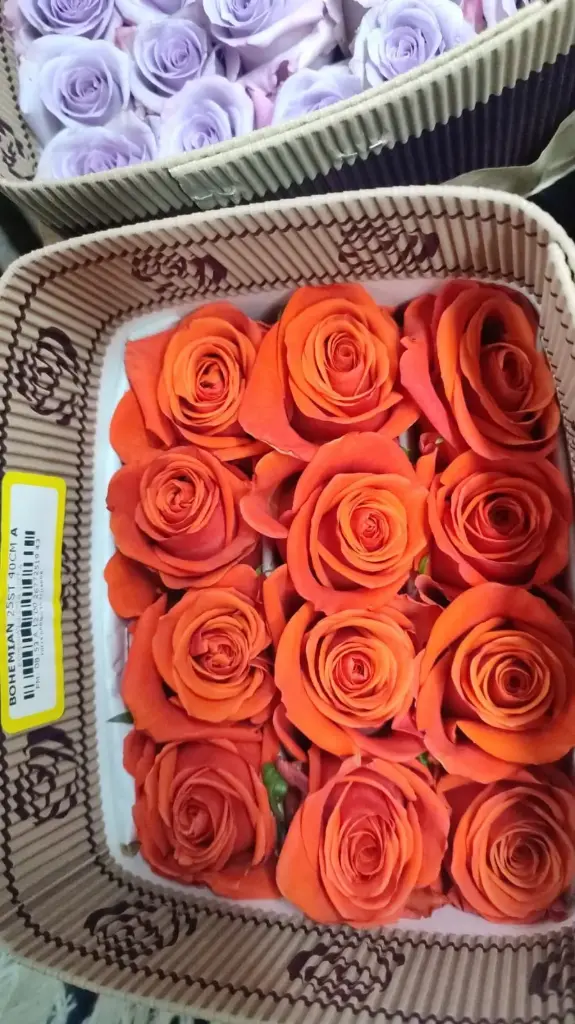  Roses Premium Orange Bohemiam