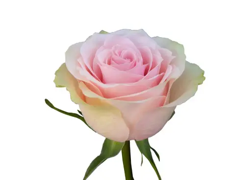  Roses 50cm Blush Pink Frutteto