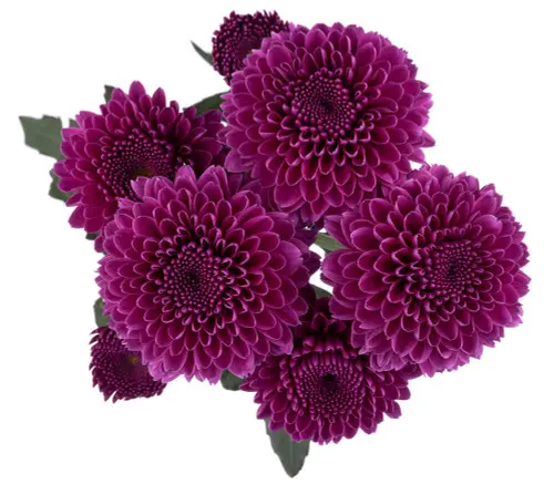 Chrysanthemum Buttons Purple XL