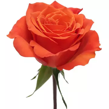  Roses 70cm Orange Hilux 