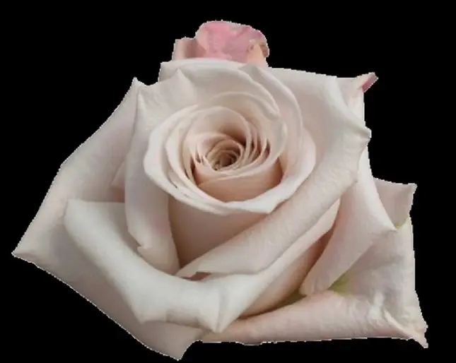 Roses 50cm Menta