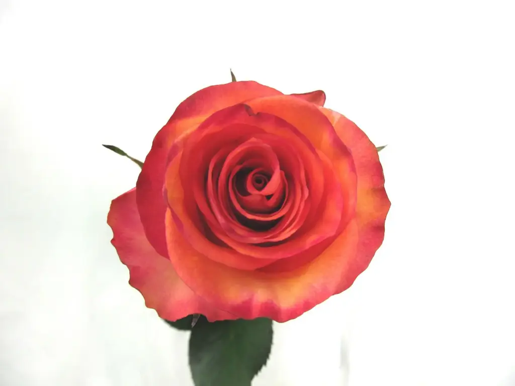  Roses 50cm Fidji