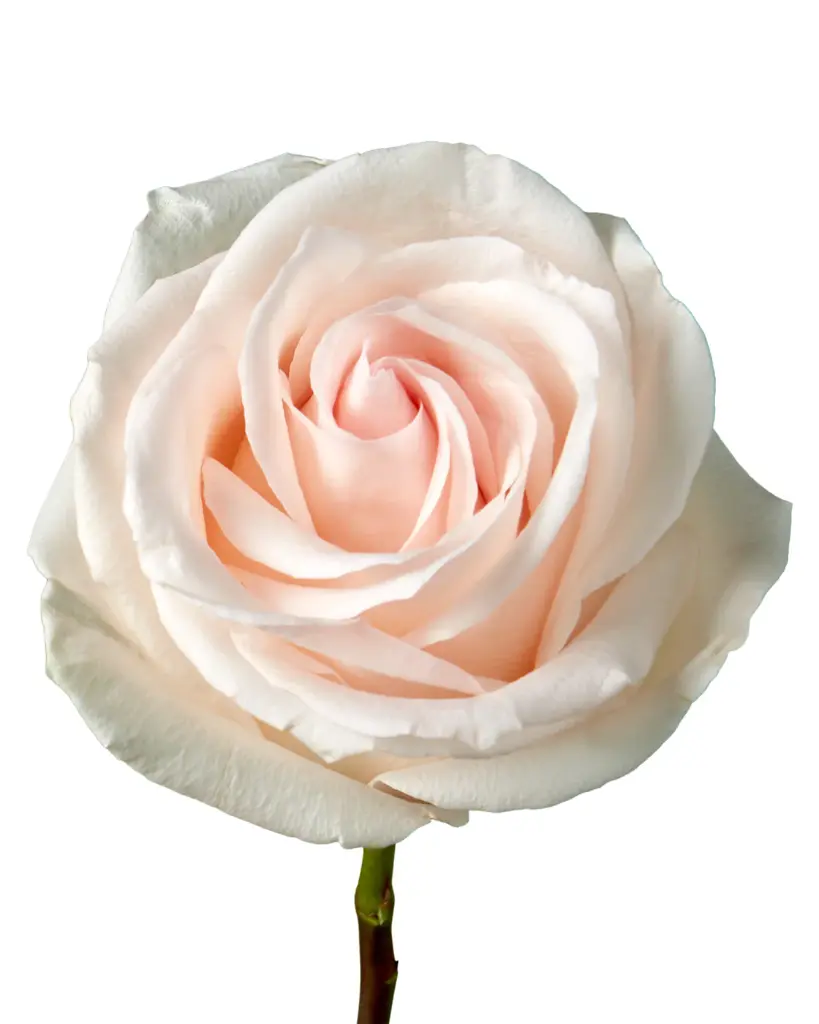 Roses 60cm Peach Pastella