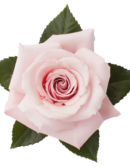 Roses 50cm Pink Sweet Escimo