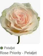 Roses 60cm Peach Priority
