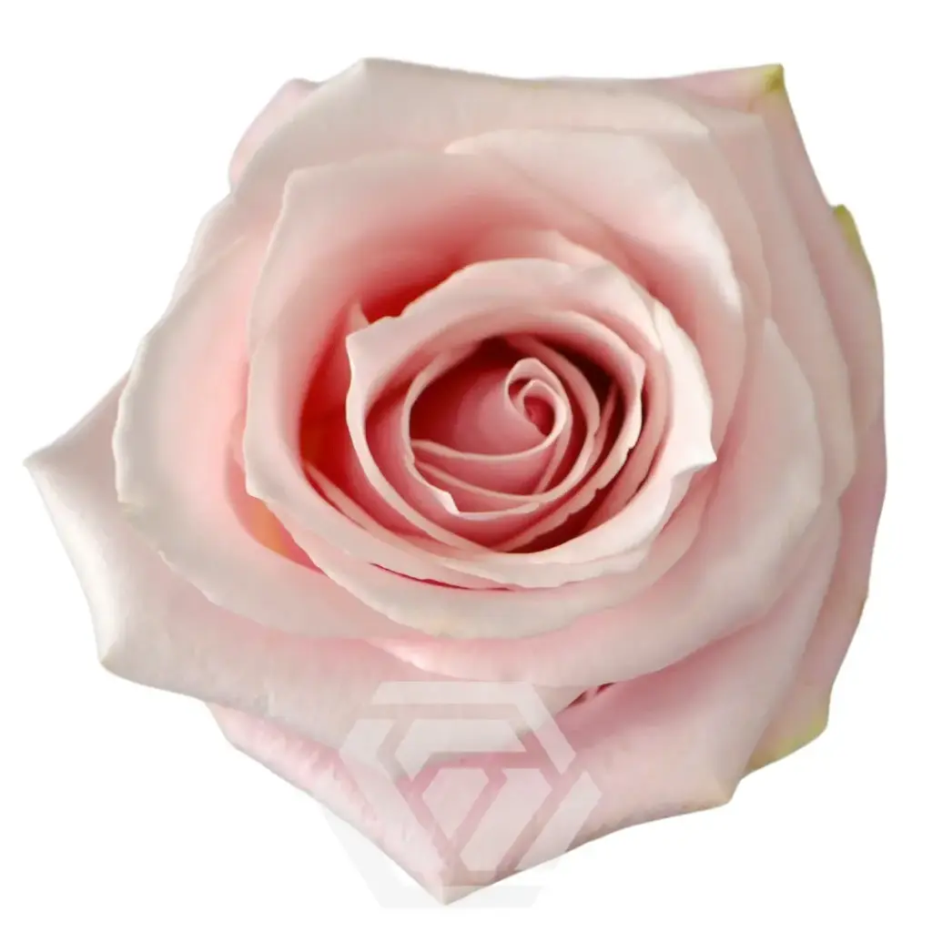 Roses 50cm Pink Pinky Promisse