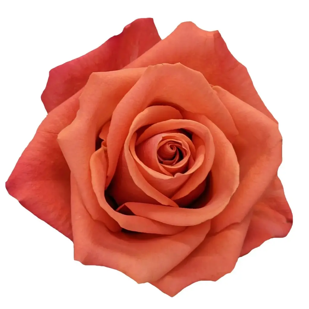 Roses 60cm Orange Carnelian