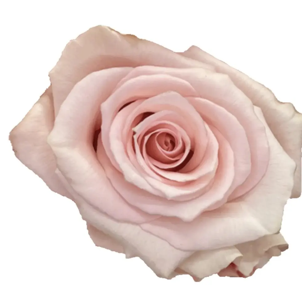  Roses 60cm Pink Atlas