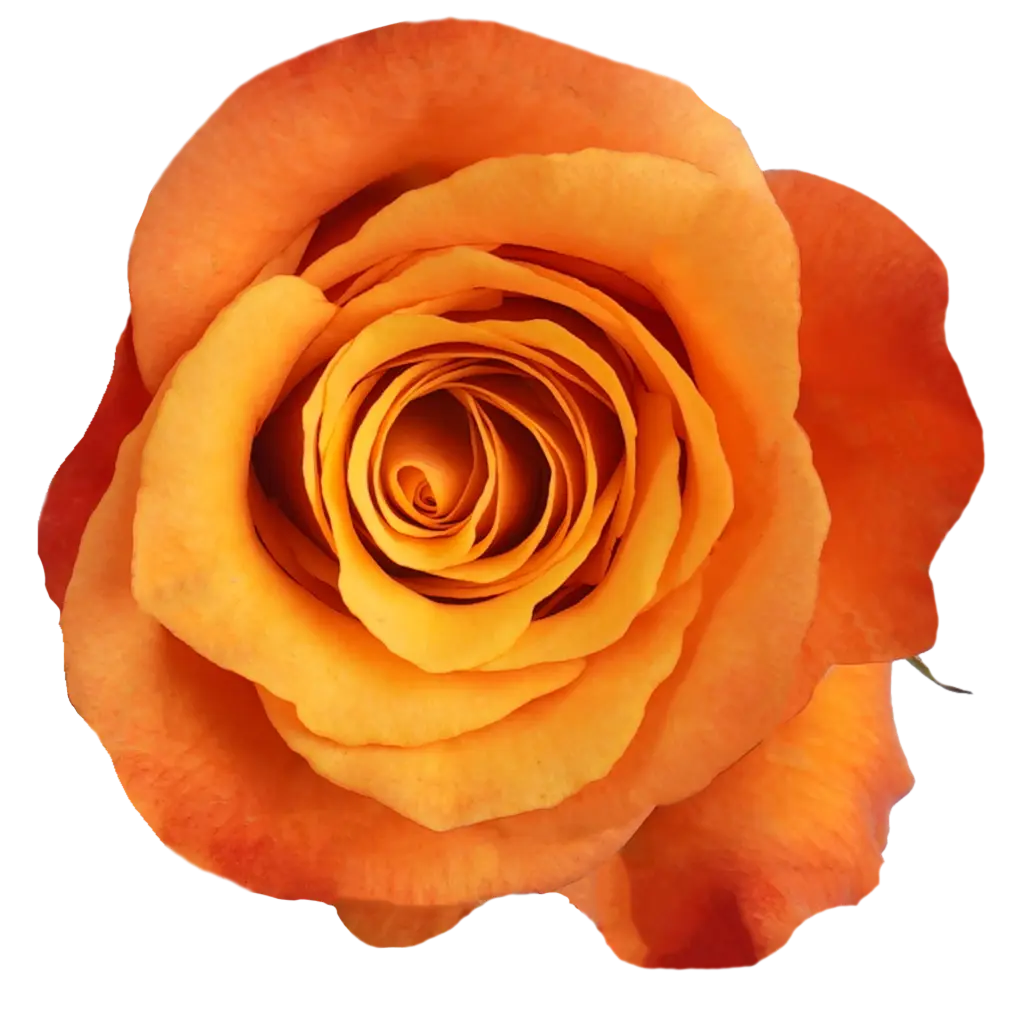  Roses 50cm Orange Lumia