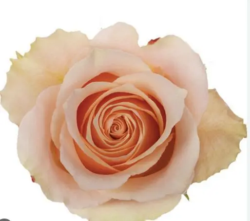  Roses 50cm Peach Primavera