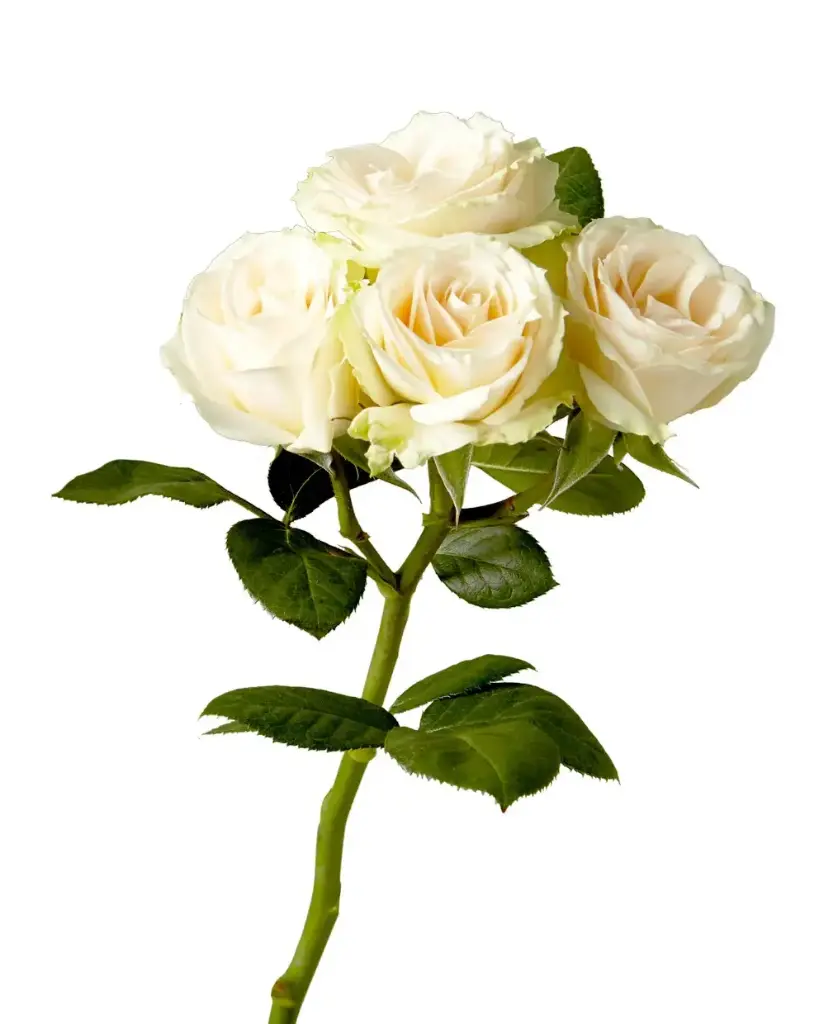 Spray Roses 50cm Cream Iriska 