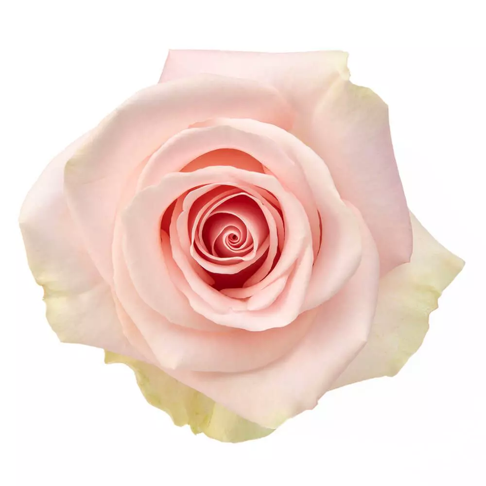  Roses 60cm Pink Blessing