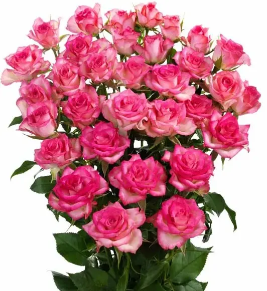 Spray Roses 50cm Pink Cherry Follies