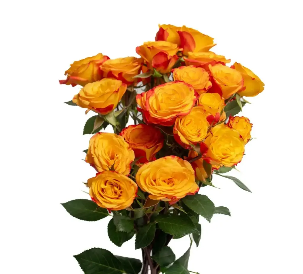  Spray Roses 50cm Flame Club