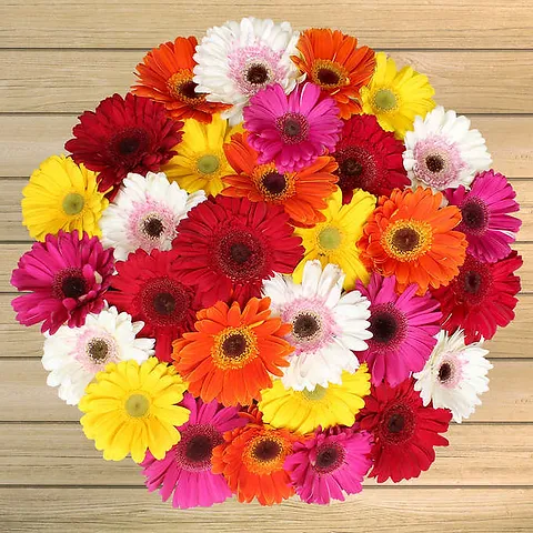 Gerberas Assorted x 50 stems BOX BC HOLLANDIA