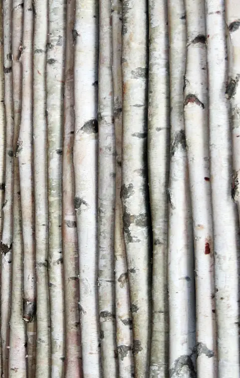 CHRISTMAS - BIRCH POLE, 5', LONG X 10