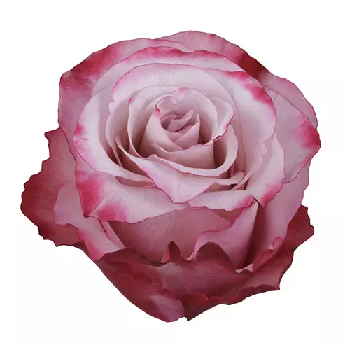 Roses 50cm Bicolor Pink Sweetberry