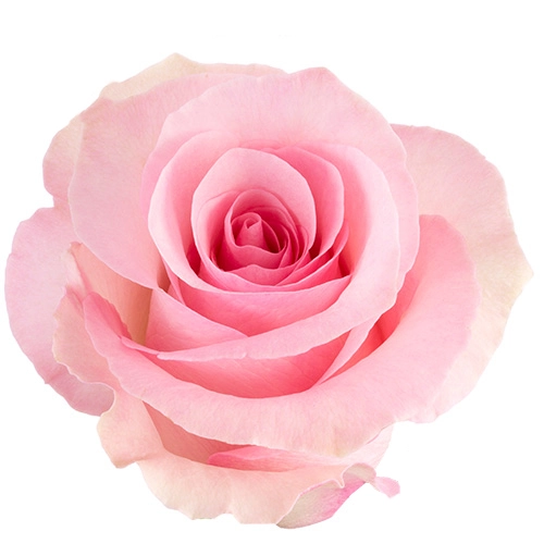  Roses 60cm Pink Christa