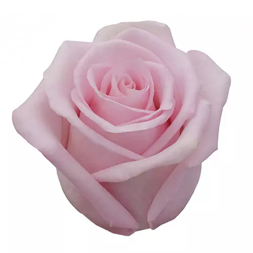  Roses 60cm Pink Jessika