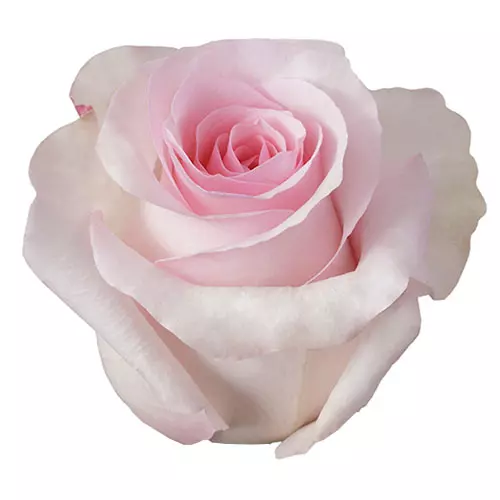  Roses 60cm Pink Nena