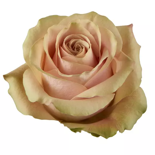  Roses 60cm Pink Romina