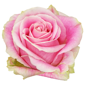 Roses 60cm Pink Rosita Vendela