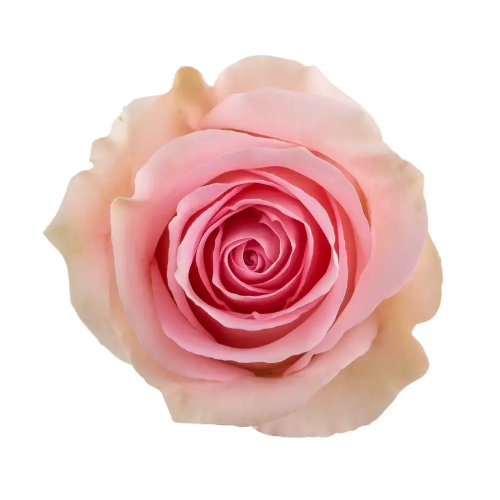  Roses 60cm Pink Saga