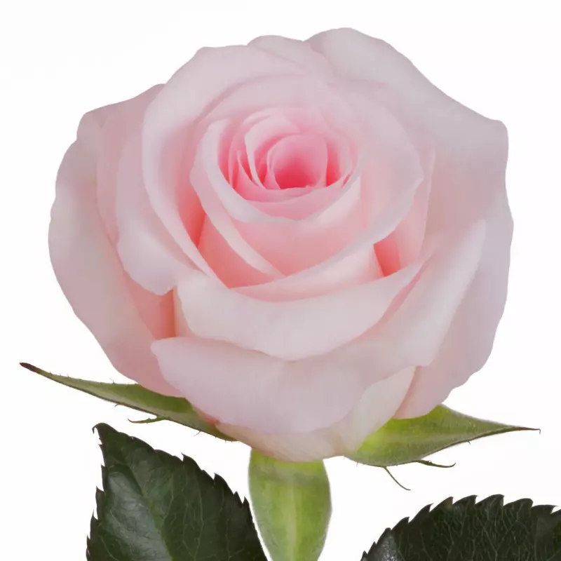  Roses 60cm Pink Sweet Akito