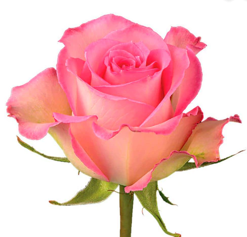  Roses 60cm Pink Sweet Unique
